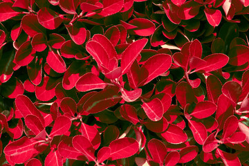 Textura o fondo de hojas rojas de seto