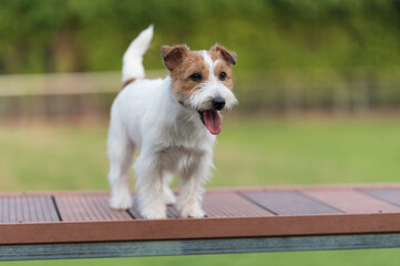 Cute Jack Russell Terrier, outdoor shot