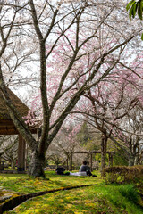 View of Kawashiro park in Tamba city, Hyogo, Japan at full blooming season of cherry blossoms