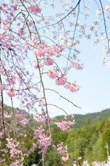 View of Kawashiro park in Tamba city, Hyogo, Japan at full blooming season of cherry blossoms