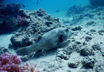 puffer fish on the bottom with coral reef in the background 