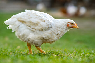 Hen feed on traditional rural barnyard. Close up of chicken standing on barn yard with green grass....