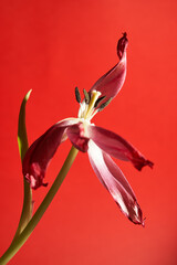 withered red tulip with stamens and petals on red background