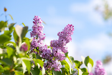 Obraz premium Violet vibrant lilac bush with blooming buds in spring garden.