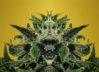 Cannabis art concept. Psychedelic visual effect. Marijuana plant isolated on bright yellow background.