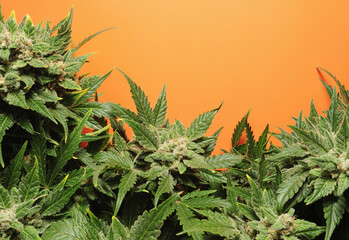 Blooming cannabis bush. Fresh plant isolated on orange background. Green marijuana leaves. Hemp...