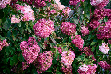 Delicate pink, purple and light green Hydrangea (Hydrangea macrophylla, Hortensia flowers) in the garden.  Tender romantic floral background.