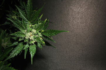 Blooming cannabis bush. Fresh plant isolated on black background, flat lat, top view. Green marijuana leaves. Herbal medicine layout. Hemp recreation, legalization concept.