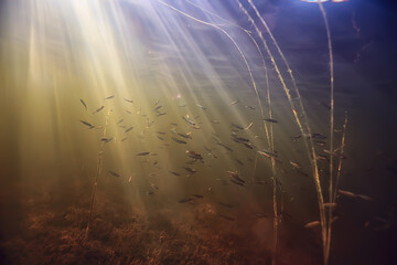 rays of light underwater fresh lake, abstract background nature landscape sun water