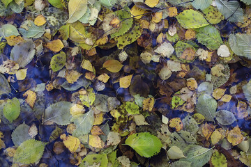 fallen leaves autumn abstract background, yellow leaves, october in the park, seasonal design