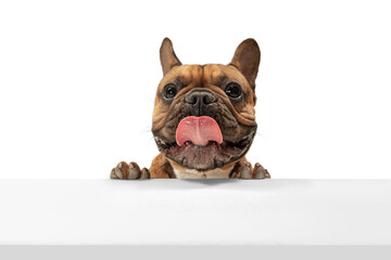 Young brown French Bulldog playing isolated on white studio background