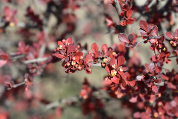 Purple Japanese barberry