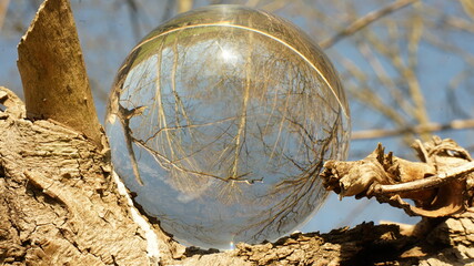 Green, Flora, Natur, Kugel, Glas ,Fauna