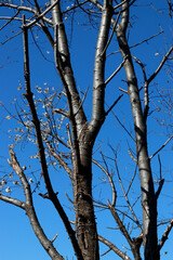 Tree in a winter day