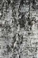 Obraz premium Common birch