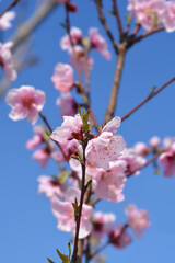Peach tree