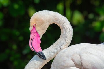 Portrait of a Greater flamingo, the largest species of the flamingo family © Nick Fox