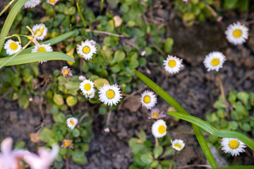 Small white daisy flowers blooming in spring garden.