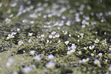 White Flowers with water reflections and bokeh, gentle blooming flowers with green leaves in in pond	