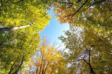 Fototapeta premium Perspective from down to up view of autumn forest with bright orange and yellow leaves. Dense woods with thick canopies in sunny fall weather.