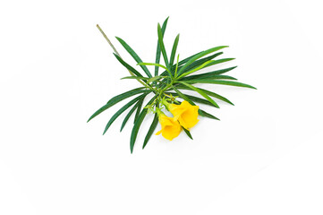 Cascabela thevetia juss isolated on white background.Yellow oleander, Lucky nut.