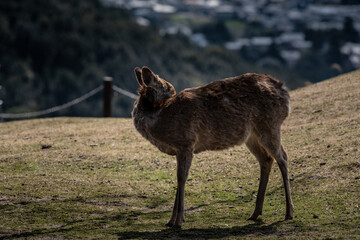 A child of dear in Nara