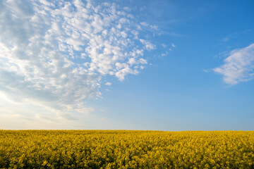 Fototapeta premium Landscape with blooming yellow rapeseed agricultural field and blue clear sky in spring.