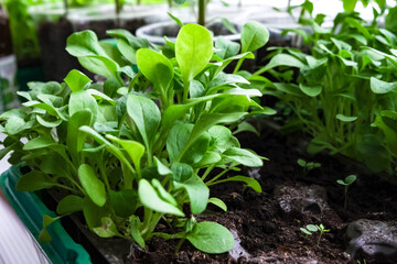 Early seedlings grown from seeds at home on the windowsill. seedlings in peat pots.Sowing of young plants, trays with land for agricultural seedlings.