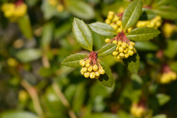 Wintergreen barberry