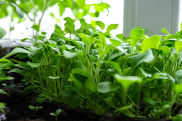 Early seedlings grown from seeds at home on the windowsill. seedlings in peat pots.Sowing of young plants, trays with land for agricultural seedlings.