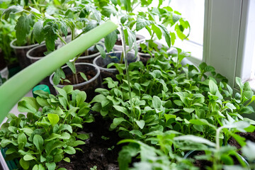 Early seedlings grown from seeds at home on the windowsill. seedlings in peat pots.Sowing of young...