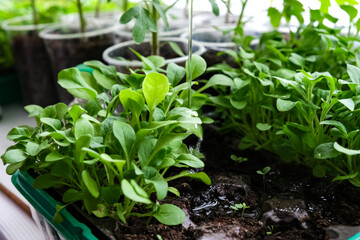 Early seedlings grown from seeds at home on the windowsill. seedlings in peat pots.Sowing of young plants, trays with land for agricultural seedlings.