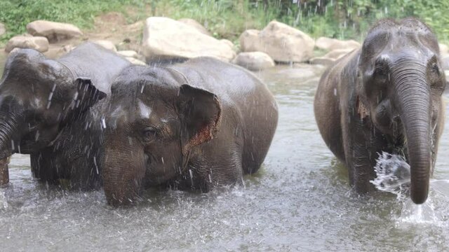 Elephants bathing in creek ,Chiang mai Thailand.