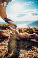 Girl with a dog play in the mountains. Autumn mood. Traveling with a pet.Woman and her dog posing outdoor.