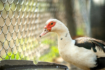 Duck feed on traditional rural barnyard. Detail of a waterbird drinking water on barn yard. Free range poultry farming concept.