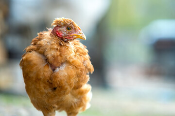Hen feed on traditional rural barnyard. Close up of chicken standing on barn yard with green grass. Free range poultry farming concept.