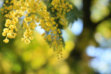 Árboles en primavera