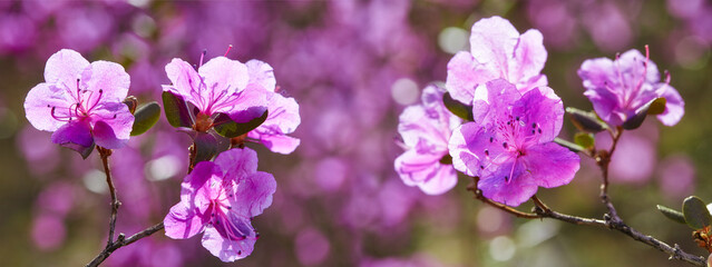 Closeup shot of Rhododendron dauricum flowers
