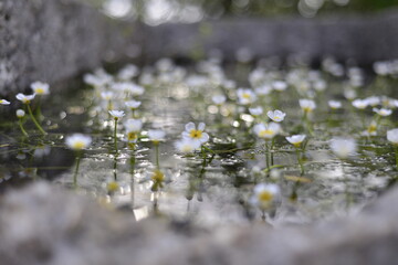 White Flowers with water reflections and bokeh, gentle blooming flowers with green leaves in in pond	
