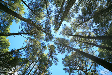 Árboles en primavera