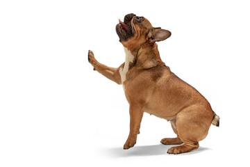 Obraz premium Young brown French Bulldog playing isolated on white studio background