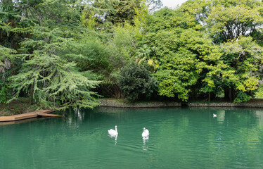 Beautiful pond with white swans Cygnus Olor on emerald water surfaces. Sunny spring day in Arboretum Park Southern Cultures in Sirius (Adler) Sochi.