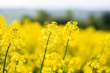 Close up detail of blooming yellow rapeseed plants in agricultural farm field in spring.