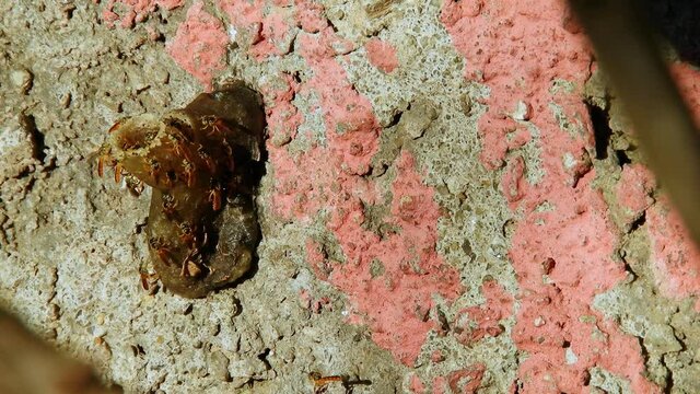 Jatai stingless bee or angelita bee (Tetragonisca angustula) at the wax entrance to their hive in Brazil	
