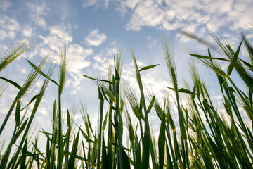 Close up of green wheat heads growing in agricultural field in spring.