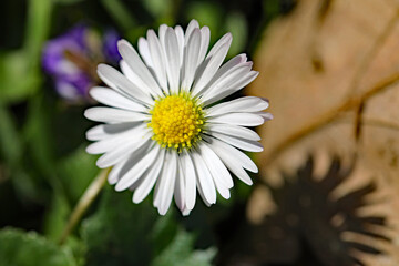 Gänseblümchen