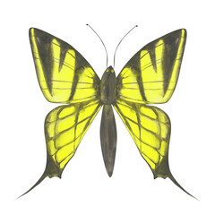 Yellow Butterfly illustration. Watercolor butterfly isolated on a white background. Hand-drawn exotic insect for your design. Colorful logo or tattoo design. Watercolor clipart.