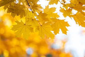 Close up of bright yellow and red maple leaves on fall tree branches with vibrant blurred background in autumn park.