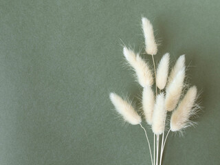 Dry fluffy lagurus flowers on green background. Top view.