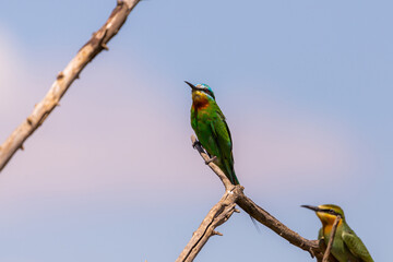 Close up of blue-cheeked bee-eater sitting on a branch of tree